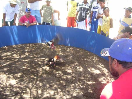 Cock fight