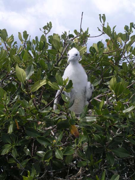 Frigate bird colony