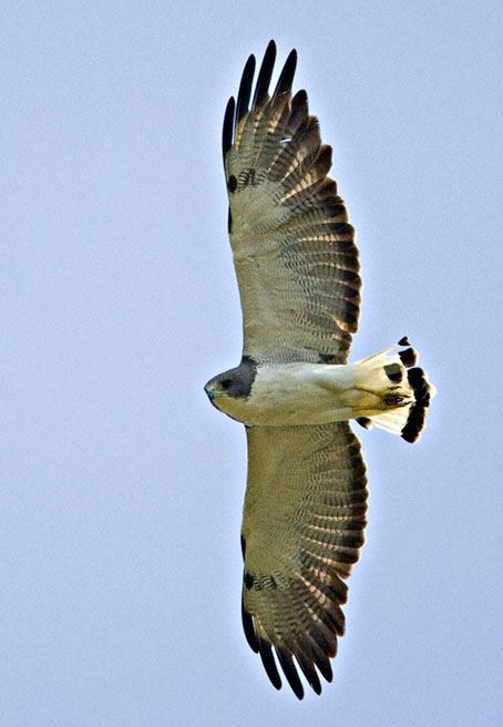White-tailed Hawk