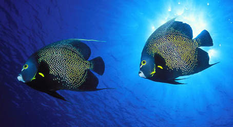 French Angelfish