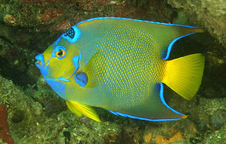 Queen Angelfish