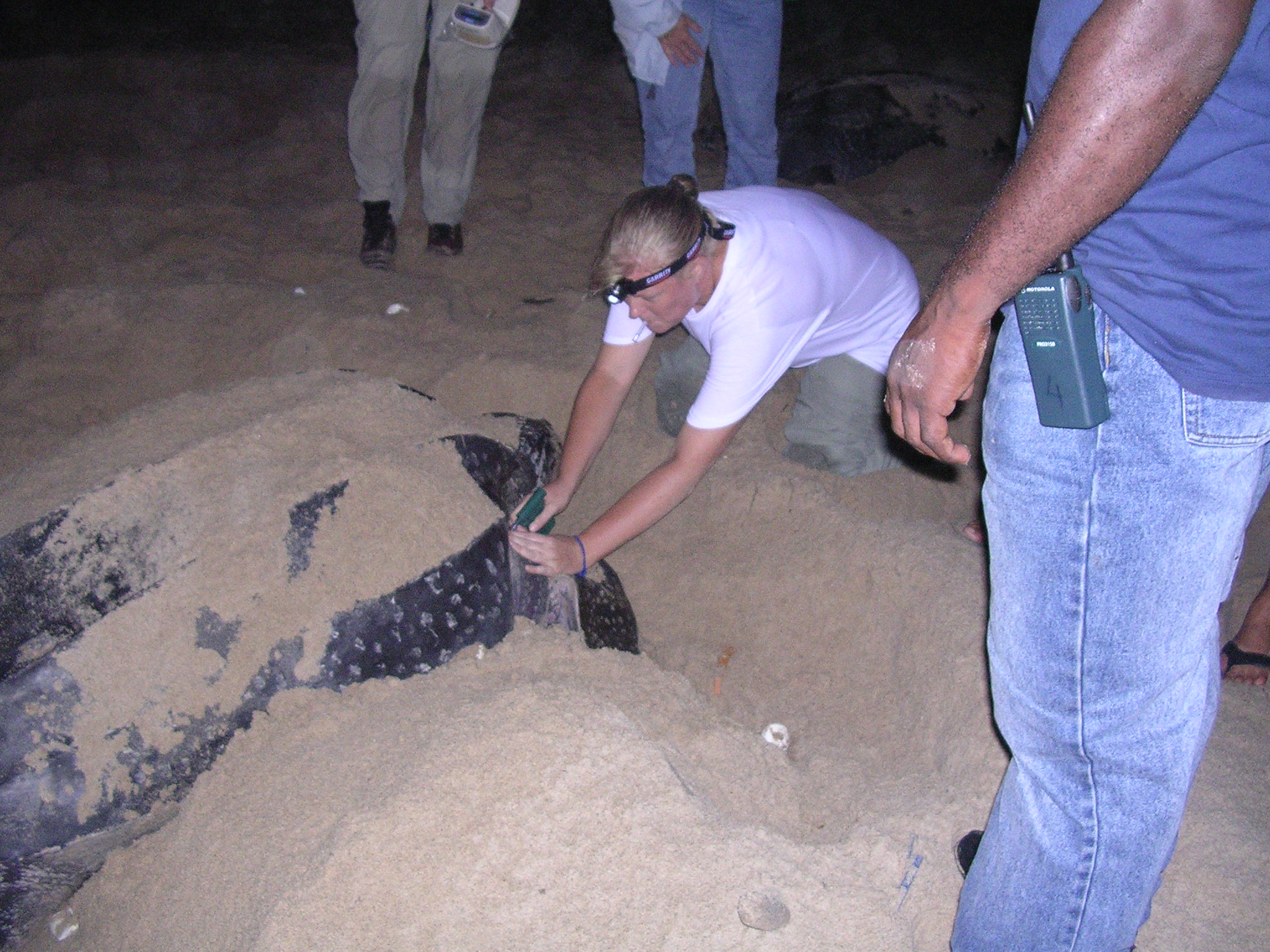Leatherback in a trance laying eggs