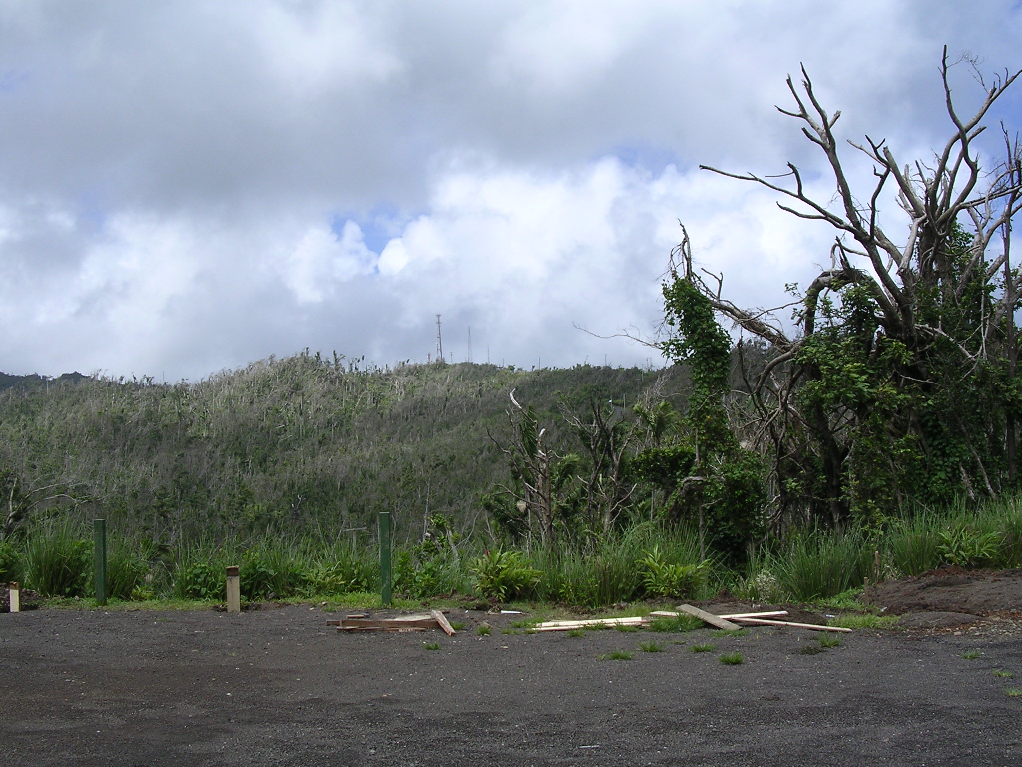 Stripped rain forest